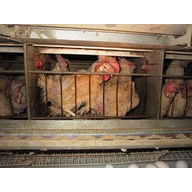 Battery hens ()