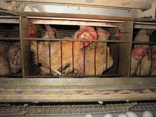 Battery hens () Battery hens ()